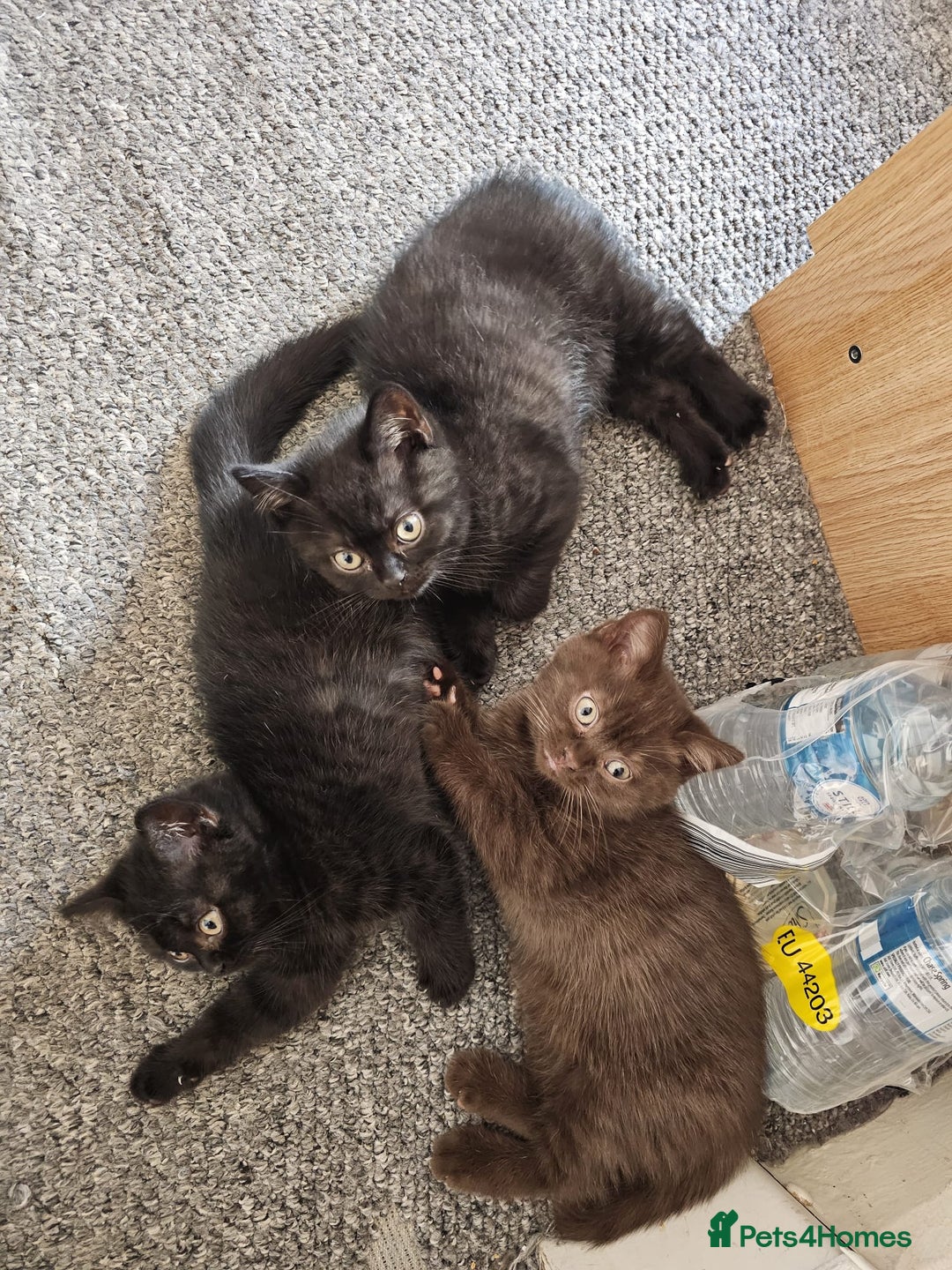 British Shorthair cats for sale: Cookie  - Image 3
