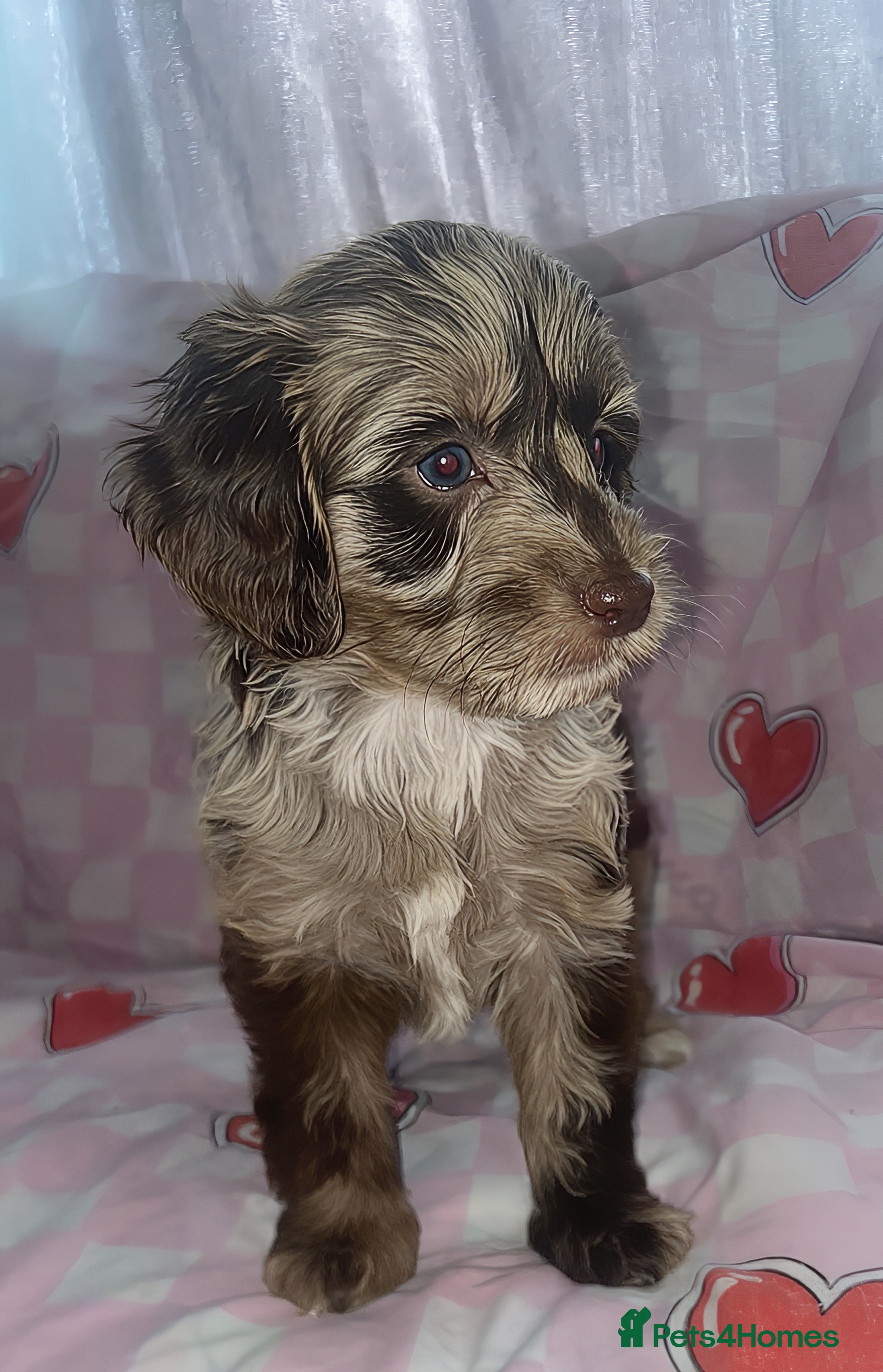 Cockapoo dogs X1 Female Brown Merle Cockapoo Puppy  - Advert 11