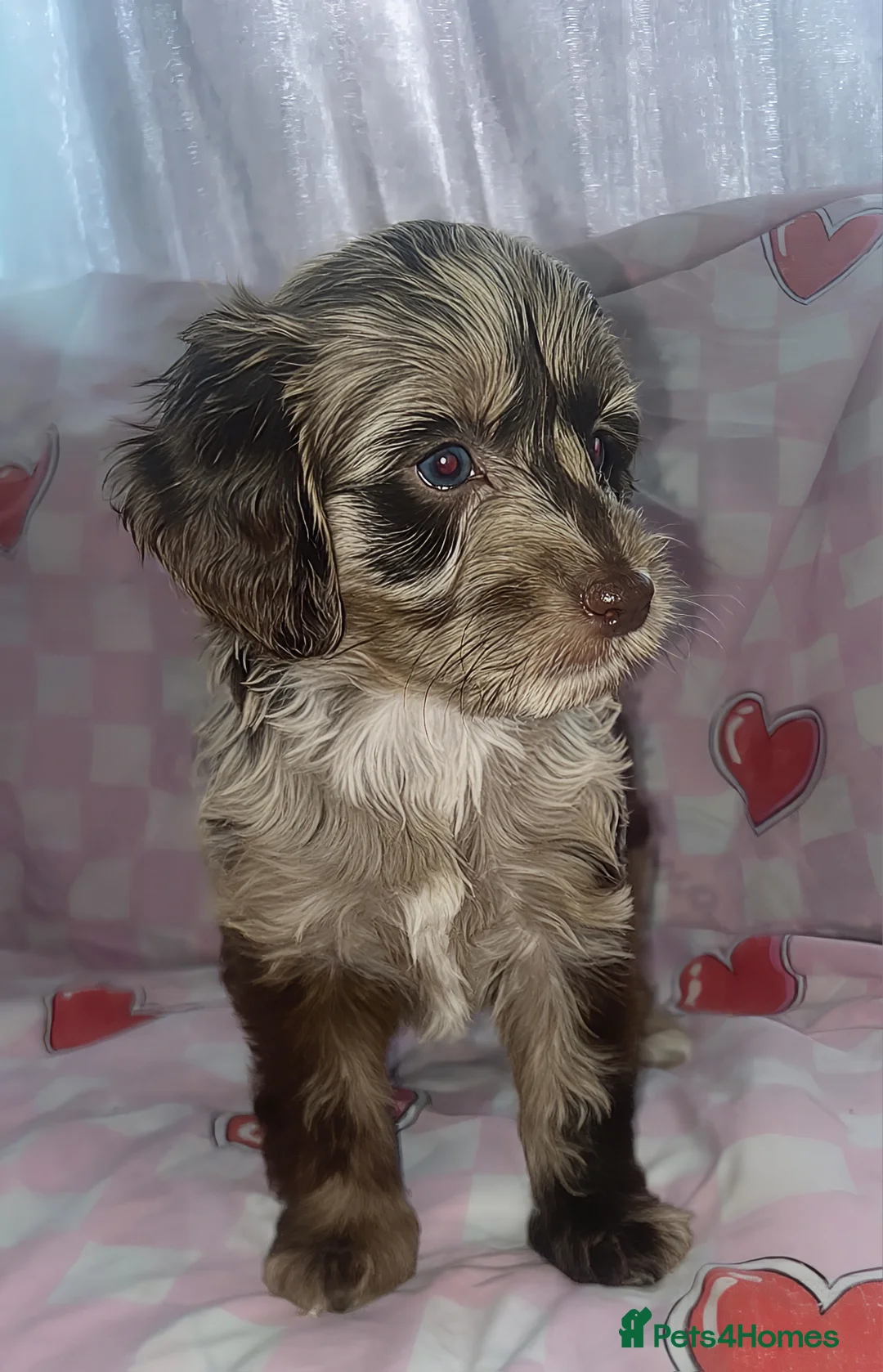 Cockapoo dogs for sale: X1 Female Brown Merle Cockapoo Puppy  - Advert 2
