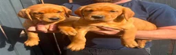 Goldador dogs for sale: Health Tested Goldador Puppies - Advert 7