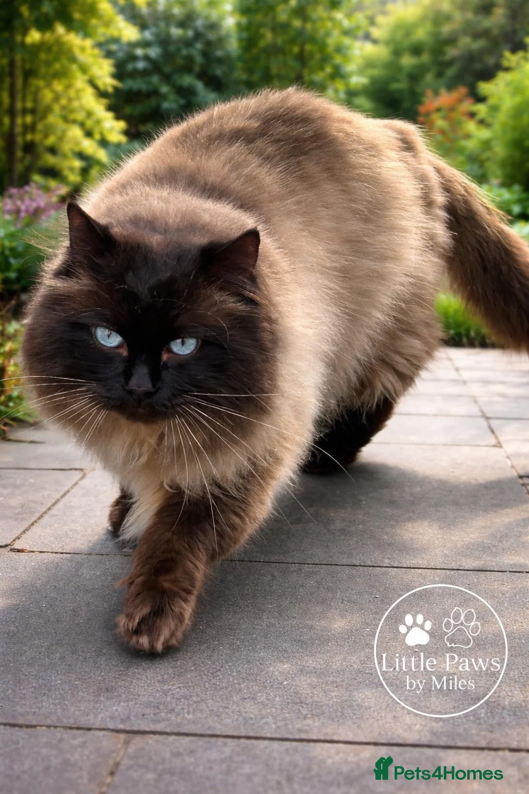 Ragdoll cats for stud: Premium GCCF/TICA Chocolate Point Ragdoll Stud - Advert 2