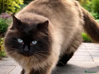 Ragdoll cats Premium GCCF/TICA Chocolate Point Ragdoll Stud - Advert 12