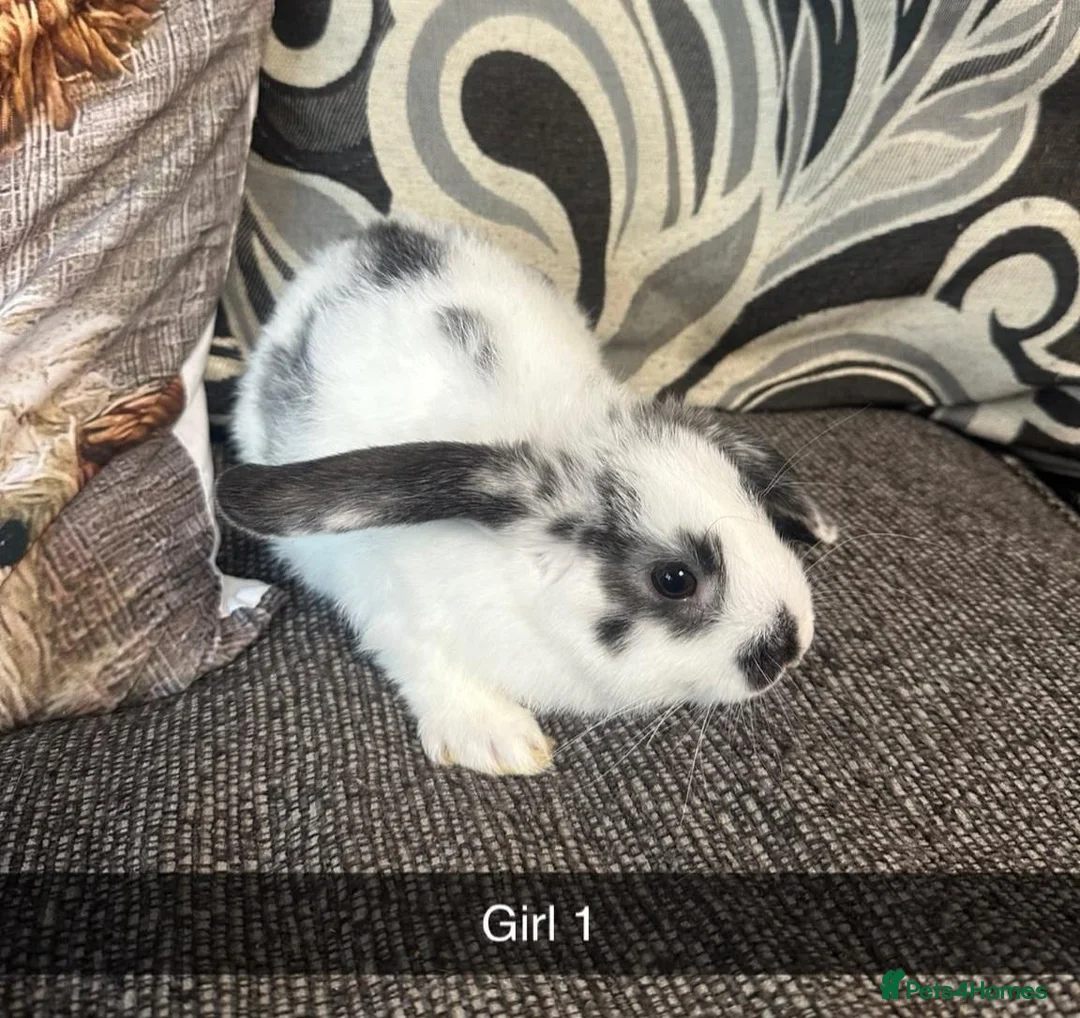 Mixed Breed rabbits for sale: Baby rabbits  - Advert 2