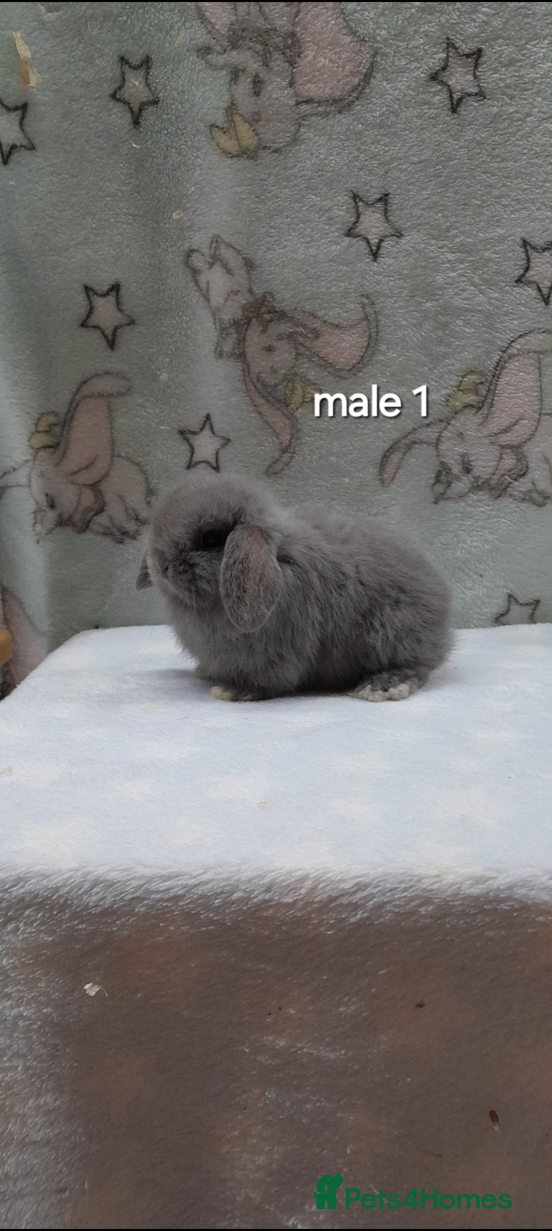 Mini Lop rabbits for sale: Gorgeous pure bred mini lops - Image 1