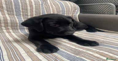 Labrador Retriever dogs - Advert 3