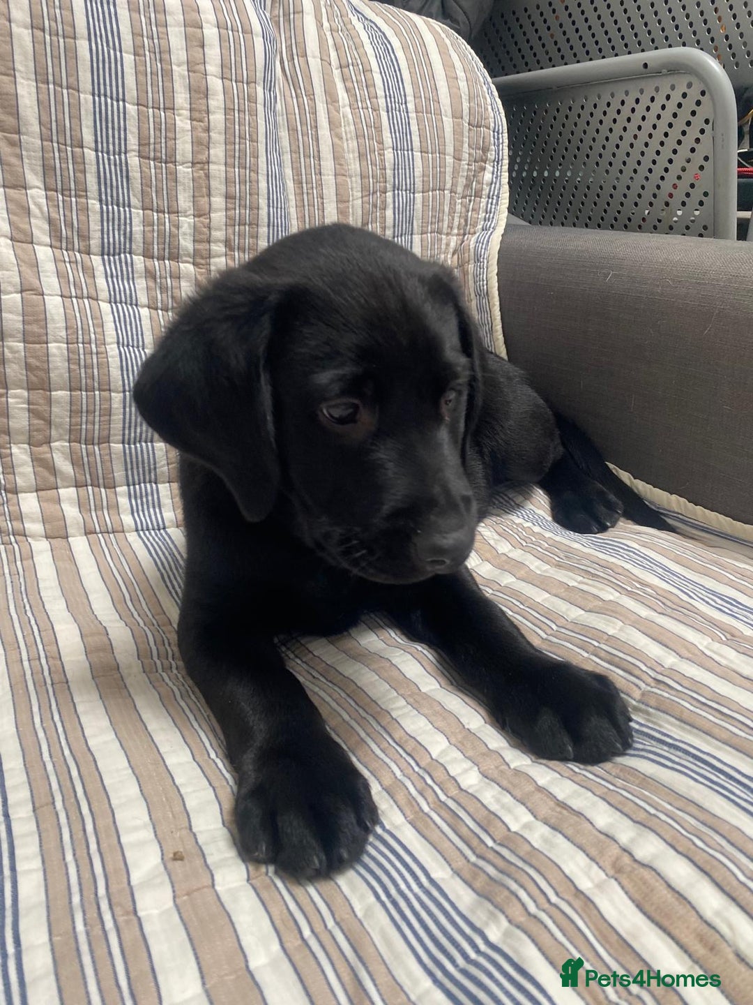 Labrador Retriever dogs for sale: Beautiful Labrador puppies  - Image 3
