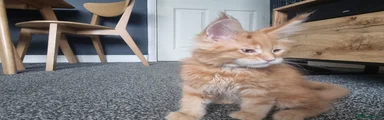 Maine Coon Kitten 1