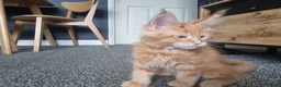 Maine Coon cats for sale: TICA REG. MAINE COON KITTENS  - Advert 25