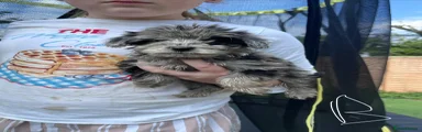 Cockapoo Puppy 2