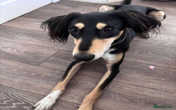 Saluki dogs for sale: Dookey the beautiful Saluki  - Image 2