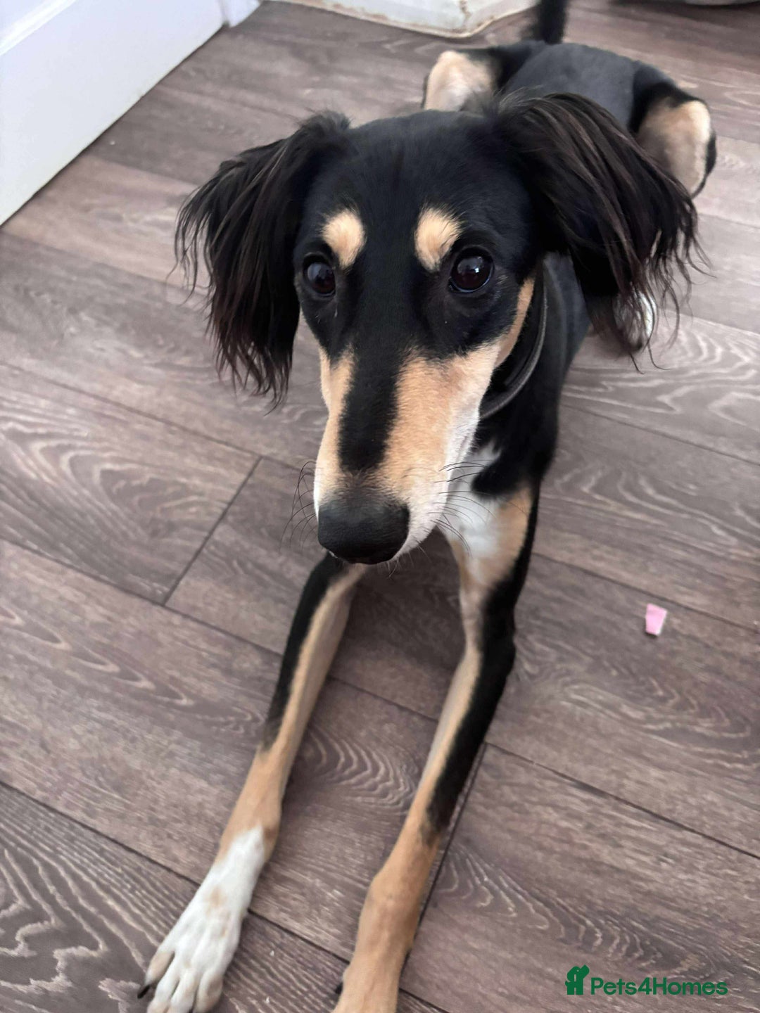 Saluki dogs for sale: Dookey the beautiful Saluki  - Image 2