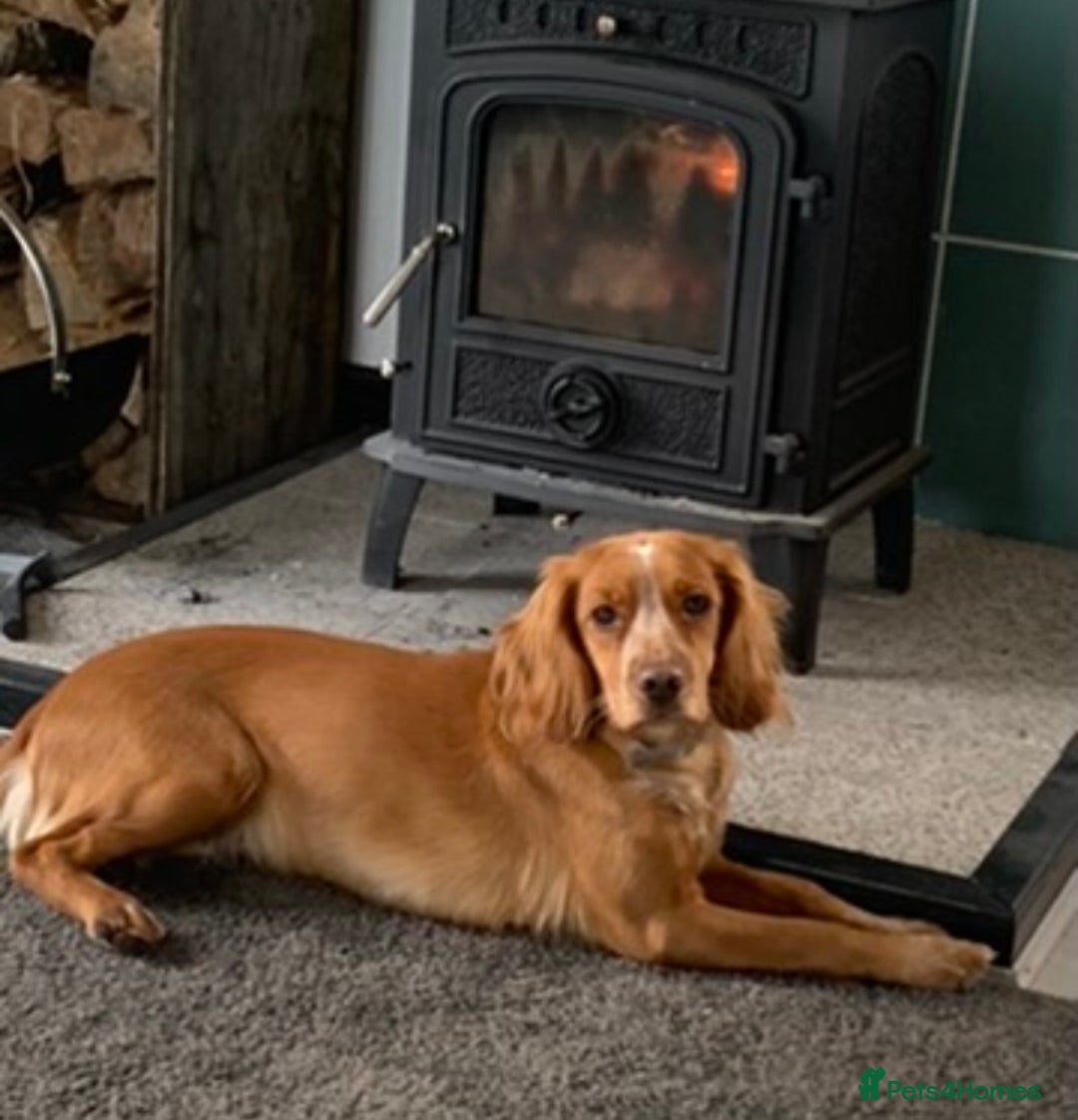 Cocker Spaniel dogs for sale:  cocker spaniel pups - Image 2