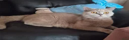 British Shorthair cats for sale: 3 British Shorthair Girls Lilac and Blue - Advert 5