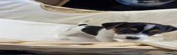 Jack Russell dogs for sale: Full Jack tussle pups  in Middlesbrough - Advert 16