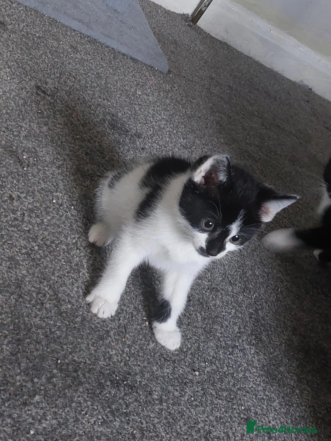 Mixed Breed cats for sale: KITTENS RRADY THE 12TH SEPTEMBER  in Bradford - Advert 6