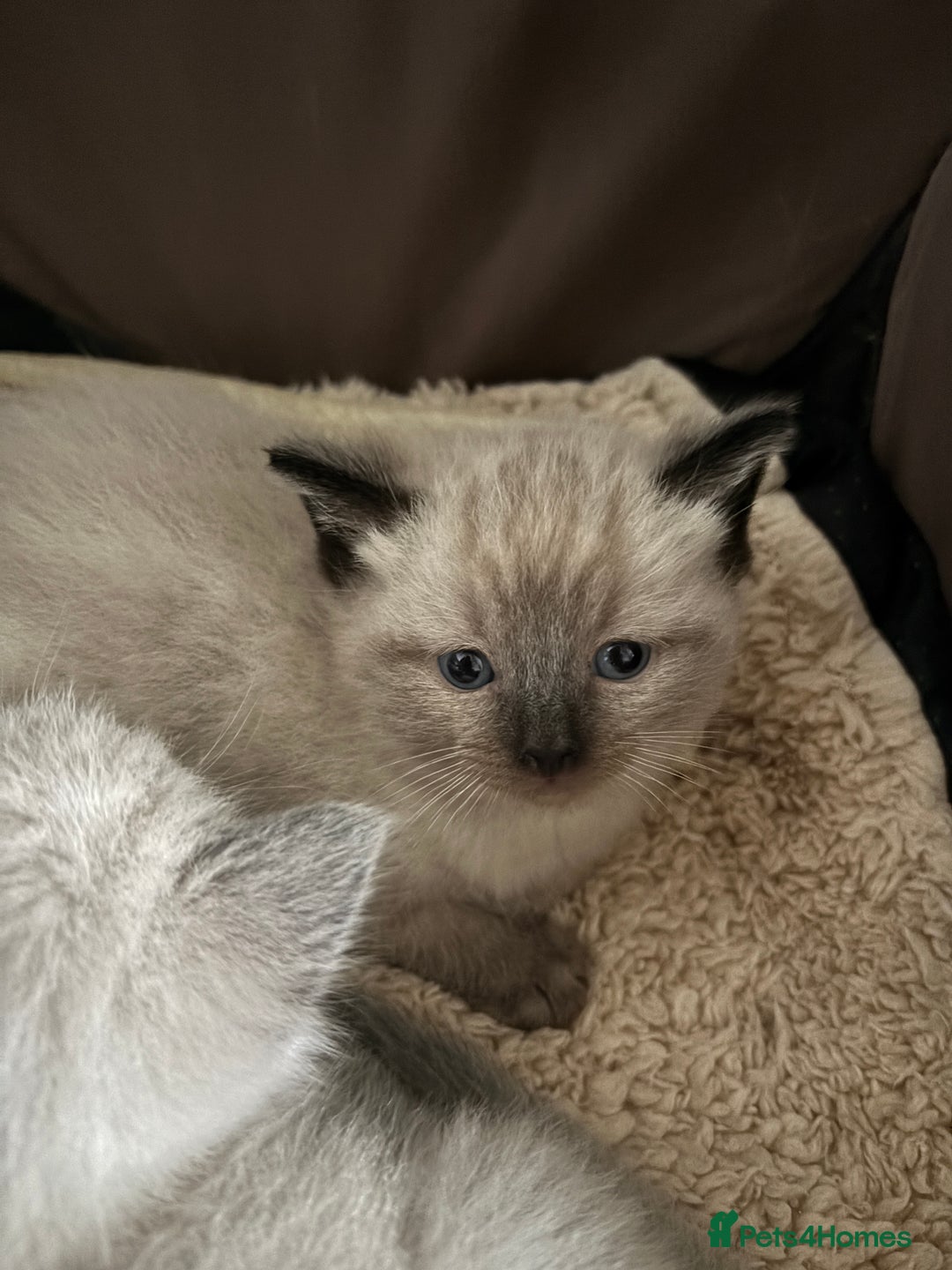 Ragdoll cats for sale: Ragdoll kittens  - Advert 7