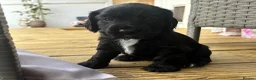 Cocker Spaniel dogs for sale: Beautiful Cocker Spaniel Puppy,Only 1 Remaining🐾 - Advert 2