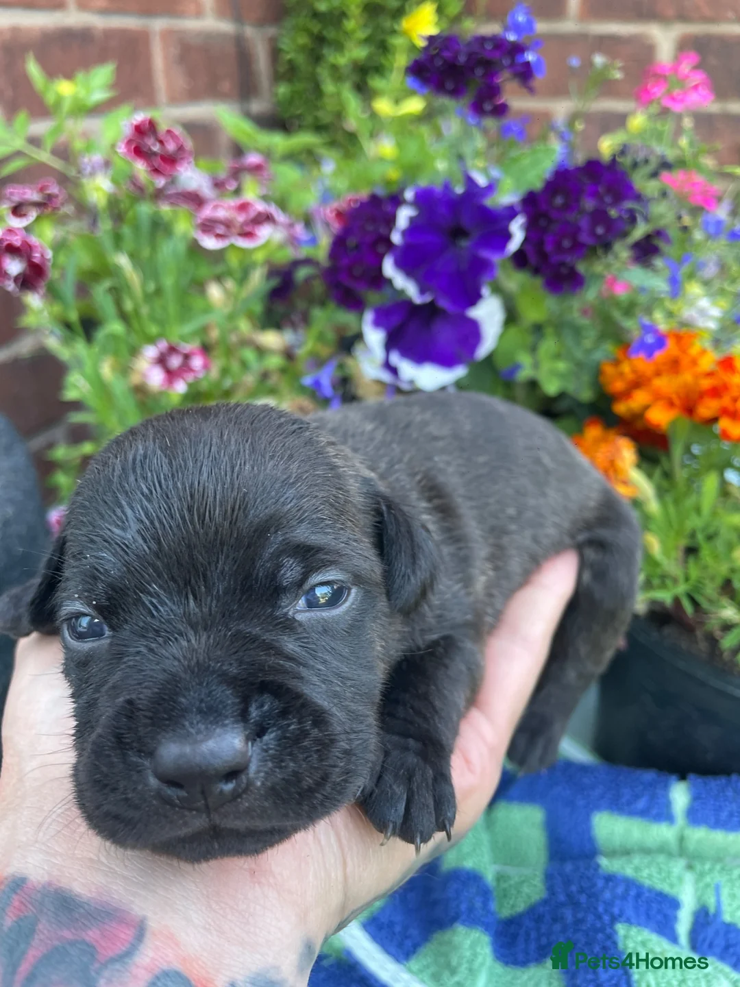Staffordshire Bull Terrier dogs for sale: Black Eye SBTs this season litter 3 boys 3 girls  - Advert 2