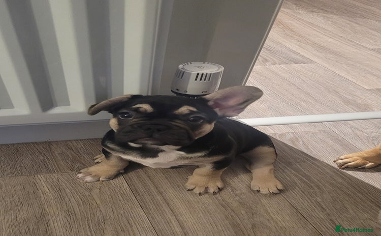 French Bulldog dogs Beautiful French bulldog girls - Advert 3