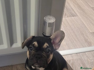 French Bulldog dogs Beautiful French bulldog girls - Advert 20