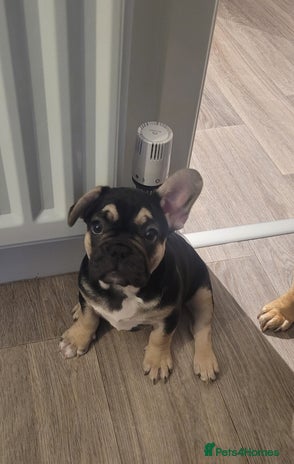 French Bulldog dogs Beautiful French bulldog girls - Advert 3