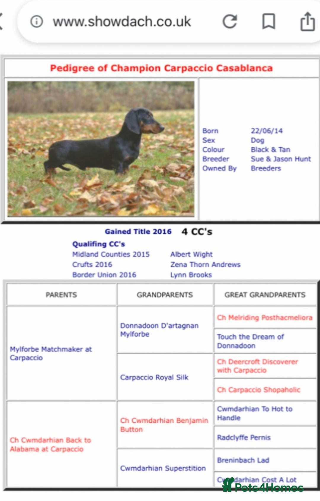 Miniature Dachshund dogs for stud: Proven Choc/Tan Brown Miniature Dachshund for Stud in Swindon - Advert 6