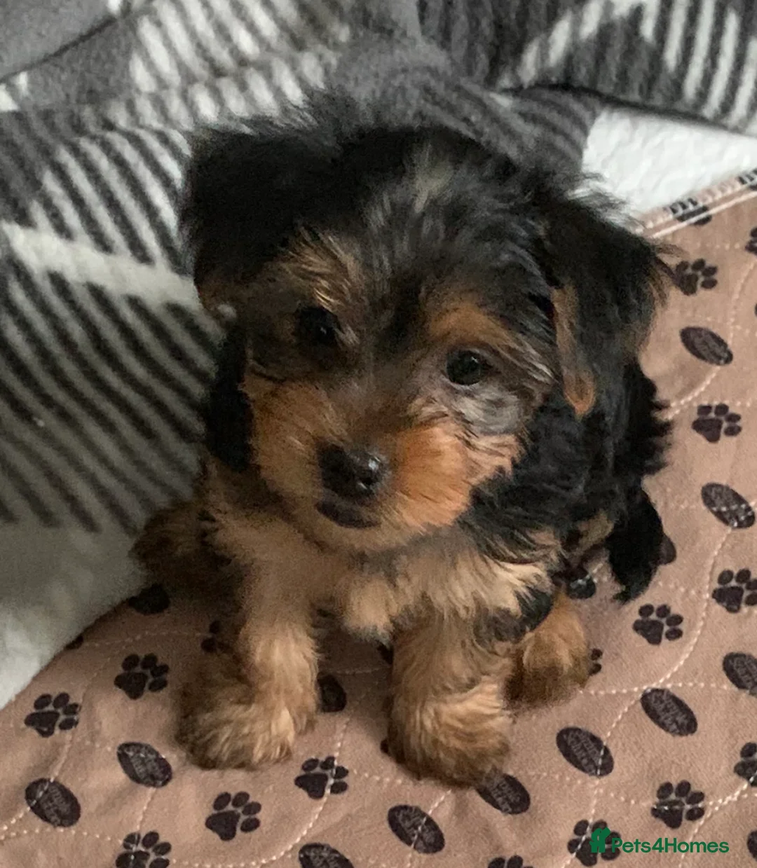 Yorkshire Terrier dogs for stud: Gorgeous Yorkshire terrier stud in Irvine - Advert 4
