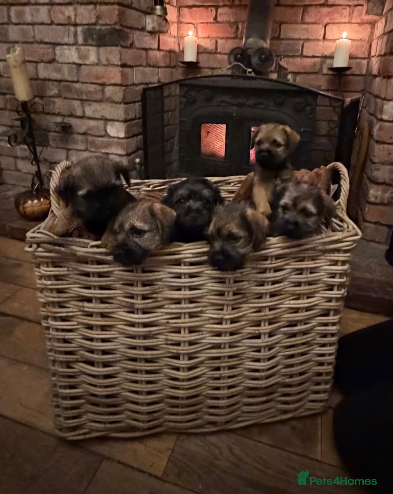 Border Terrier dogs for sale: Border Terrier puppy for new home - Advert 1