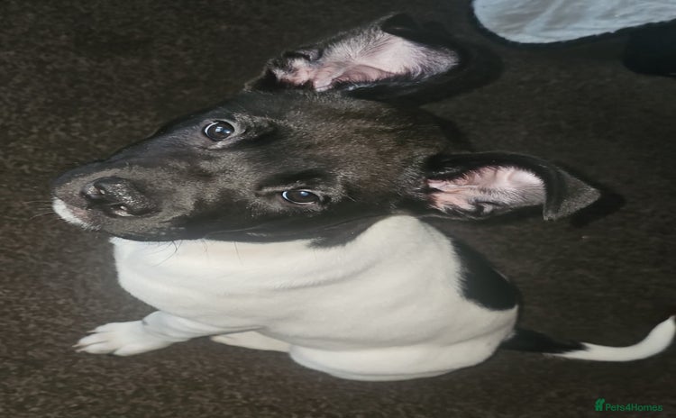Mixed Breed dogs - Advert 2