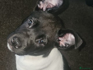 Mixed Breed dogs - Advert 22