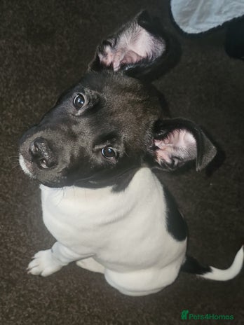 Mixed Breed dogs - Advert 13