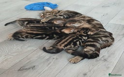 Mixed Breed cats for sale: Tabby kittens for sale - Image 14