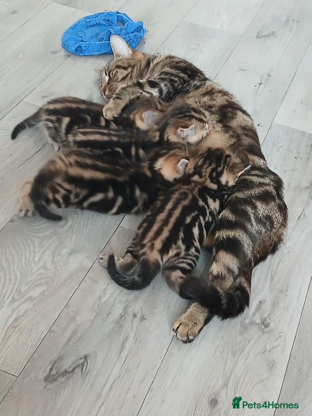 Mixed Breed cats for sale: Tabby kittens for sale - Image 14