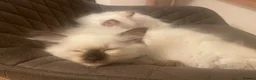 Ragdoll cats for sale: GCCF and TBRCC Registered Ragdoll Breeder Litter   in Bolton - Advert 7