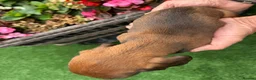 Miniature Dachshund dogs for sale: Miniature Daschund  - Advert 15