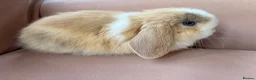 Mini Lop rabbits for sale: Pure mini lop bunnies reared indoors  - Advert 10