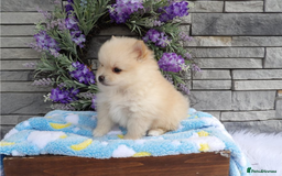 Pomeranian dogs for sale: Beautiful Champion Pomeranian Puppies – Ready Now - Image 7