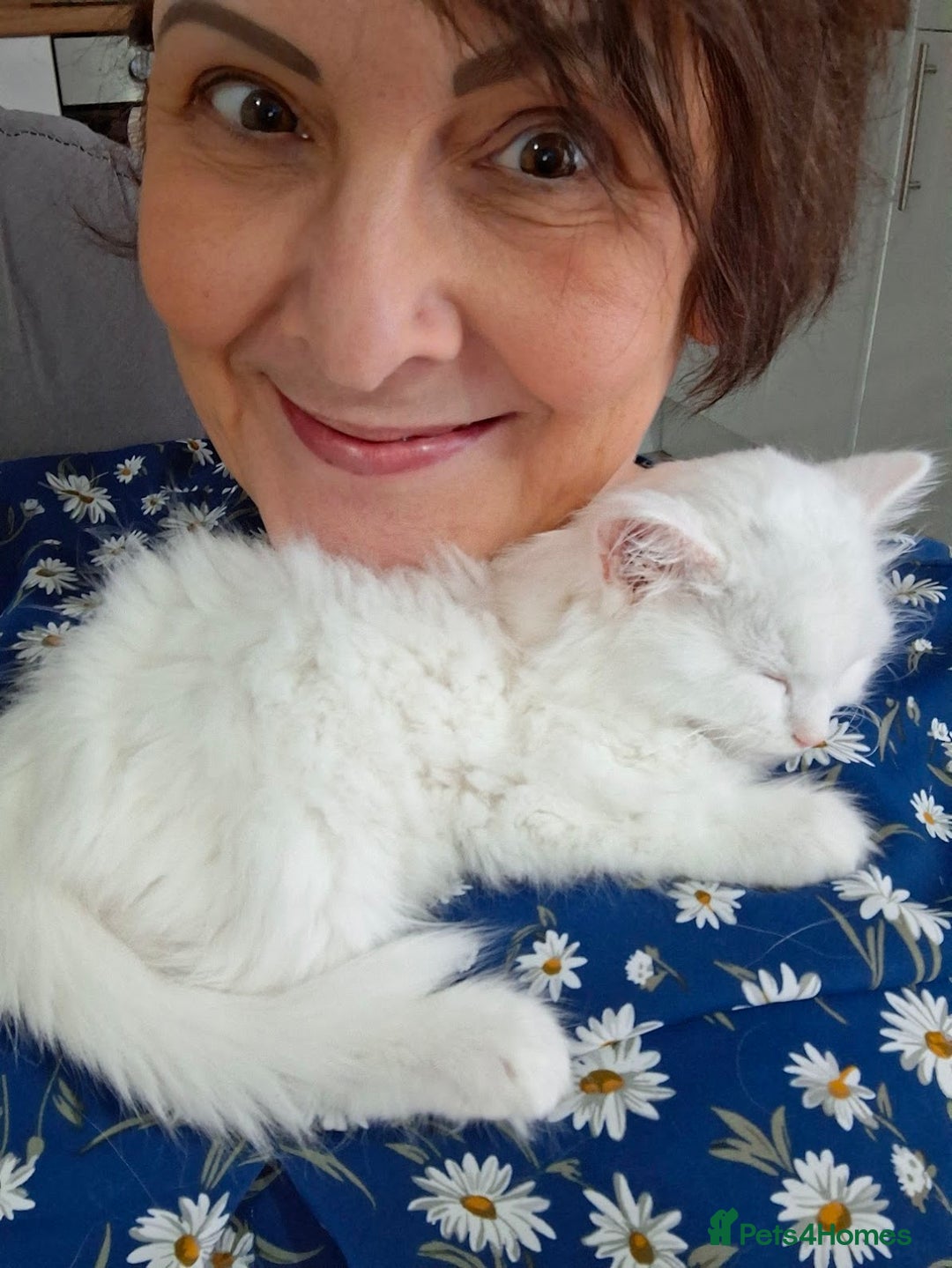 Persian cats for sale: Beautiful Nine week old Turkish Angora Female - Image 13