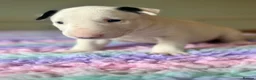 English Bull Terrier dogs for sale: Loving Family raised English Bull Terriers pups in Telford - Advert 15