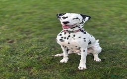 Dalmatian dogs for sale: Arlo  - Image 2