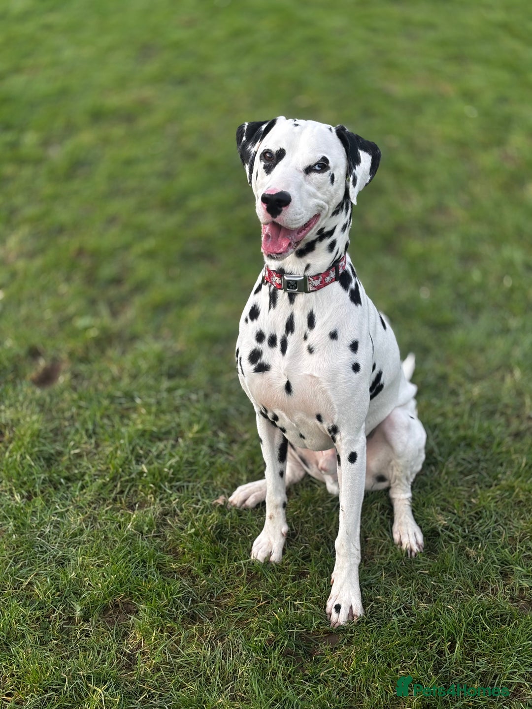 Dalmatian dogs for sale: Arlo  - Image 2