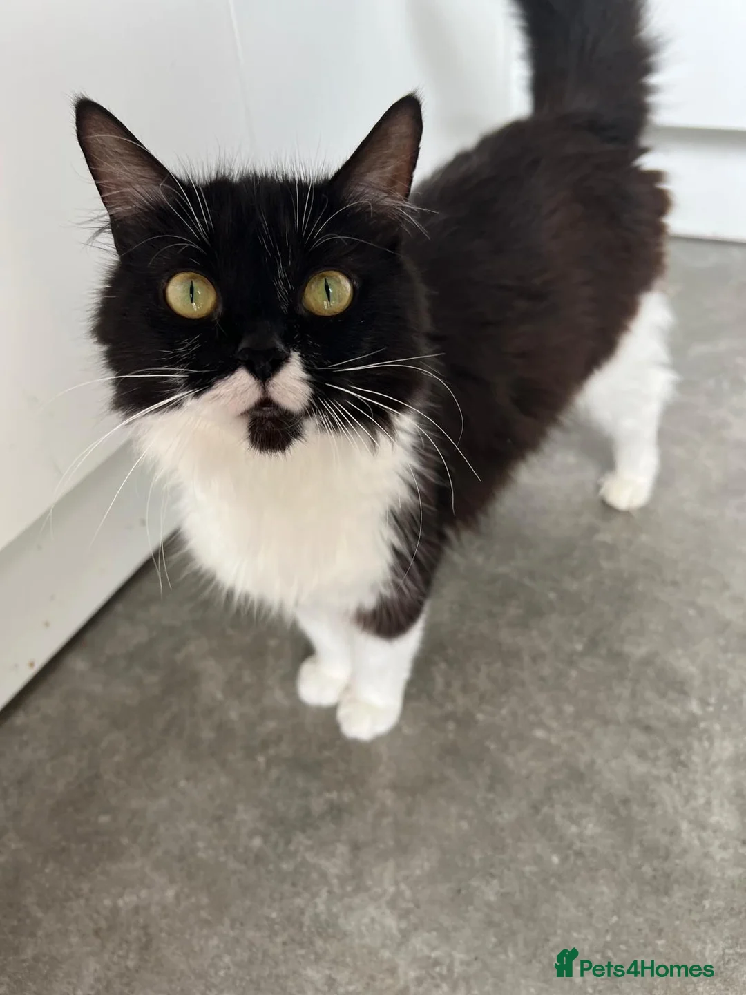 Mixed Breed cats for sale: Tuxedos  in Ringwood - Advert 1