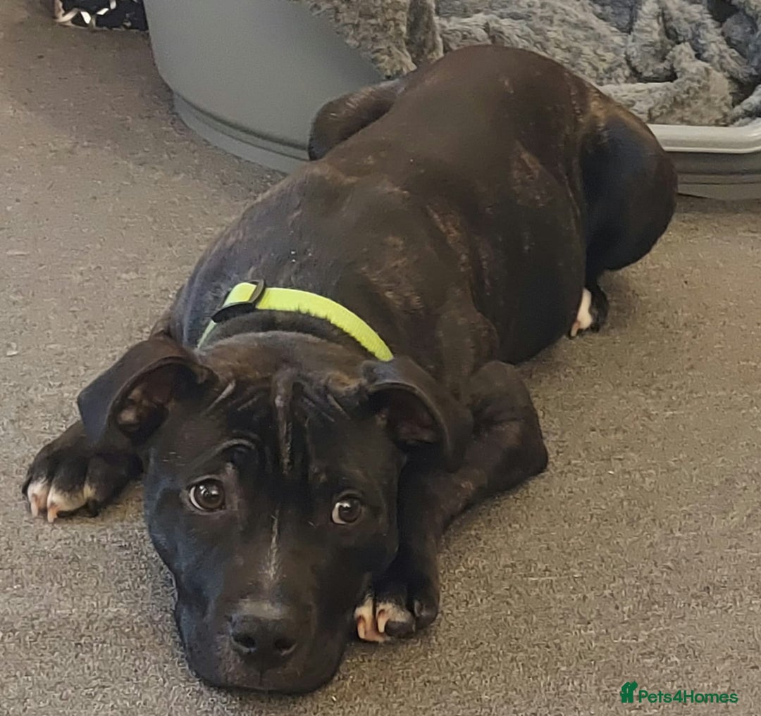 Staffordshire Bull Terrier dogs for stud: Hulk  - Image 4