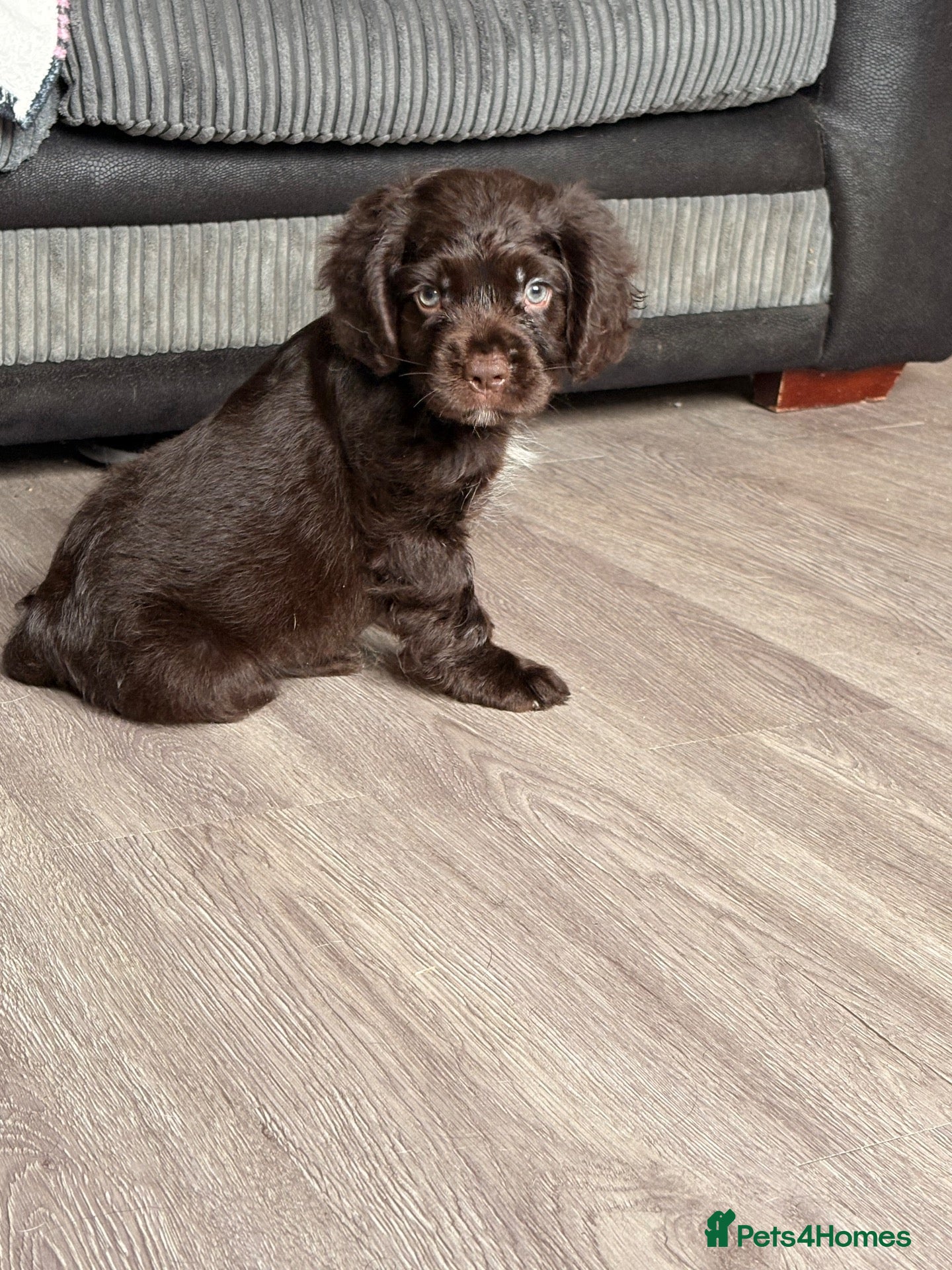 Mixed Breed dogs Cocker mix pups - Advert 1