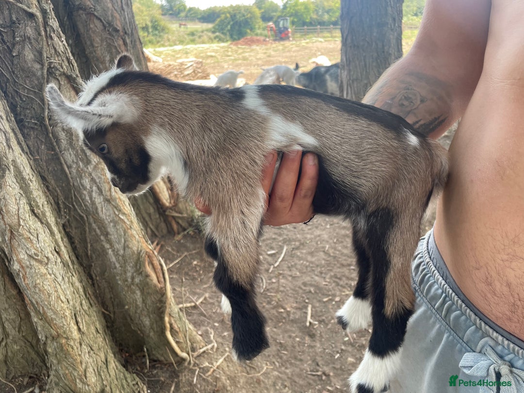 Goats livestock for sale: Pygmy goats - Image 8