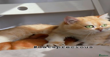British Shorthair cats - Advert 2