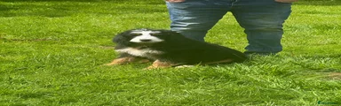 Bernedoodle 1