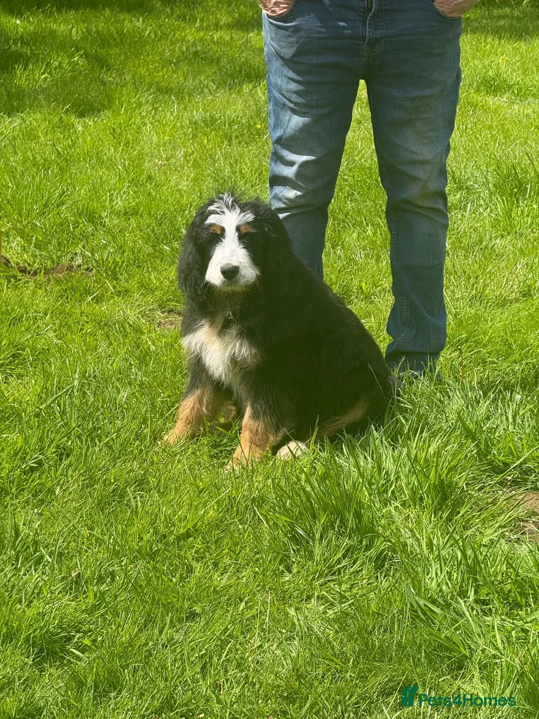 Bernedoodle dogs for sale: A gorgeous tri colour boy bernedoodle puppy - Advert 2