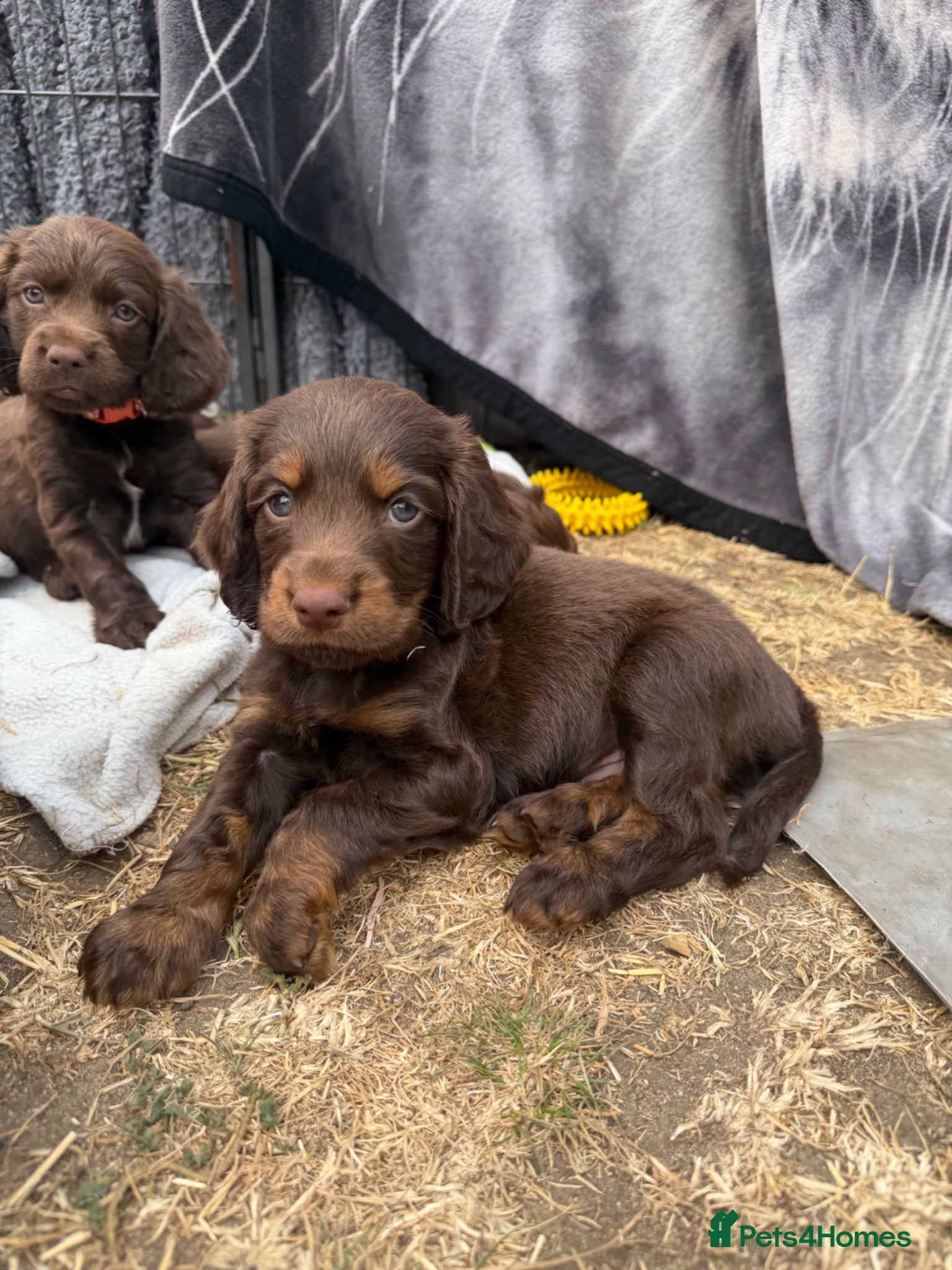 Cocker Spaniel dogs Extensively health tested working cocker spaniels  - Advert 2