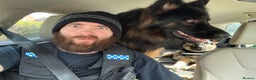 German Shepherd dogs for stud: German Sheppard For Stud security trained working in Gosport - Advert 2